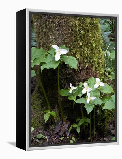 Western Trillium, Grand Forest Bainbridge Island Land Trust Park, Bainbridge Island, Washington USA-Trish Drury-Framed Premier Image Canvas