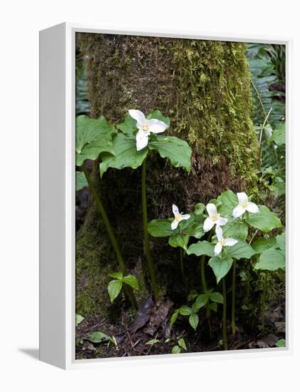 Western Trillium, Grand Forest Bainbridge Island Land Trust Park, Bainbridge Island, Washington USA-Trish Drury-Framed Premier Image Canvas