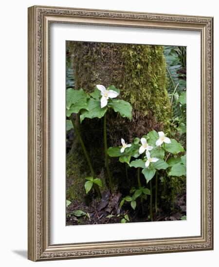 Western Trillium, Grand Forest Bainbridge Island Land Trust Park, Bainbridge Island, Washington USA-Trish Drury-Framed Photographic Print