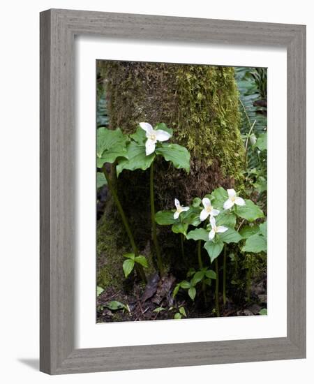 Western Trillium, Grand Forest Bainbridge Island Land Trust Park, Bainbridge Island, Washington USA-Trish Drury-Framed Photographic Print