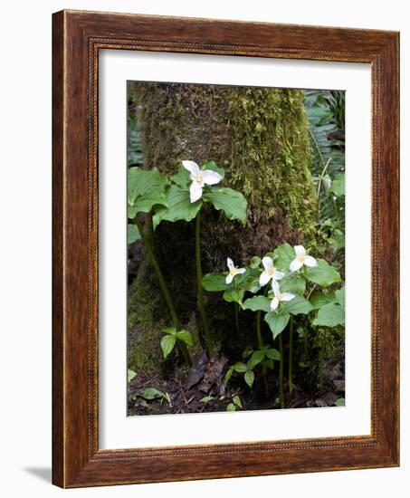 Western Trillium, Grand Forest Bainbridge Island Land Trust Park, Bainbridge Island, Washington USA-Trish Drury-Framed Photographic Print