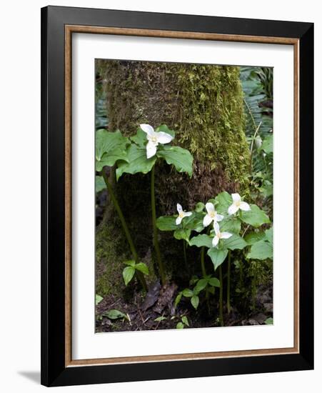 Western Trillium, Grand Forest Bainbridge Island Land Trust Park, Bainbridge Island, Washington USA-Trish Drury-Framed Photographic Print