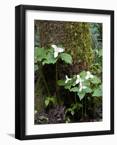 Western Trillium, Grand Forest Bainbridge Island Land Trust Park, Bainbridge Island, Washington USA-Trish Drury-Framed Photographic Print