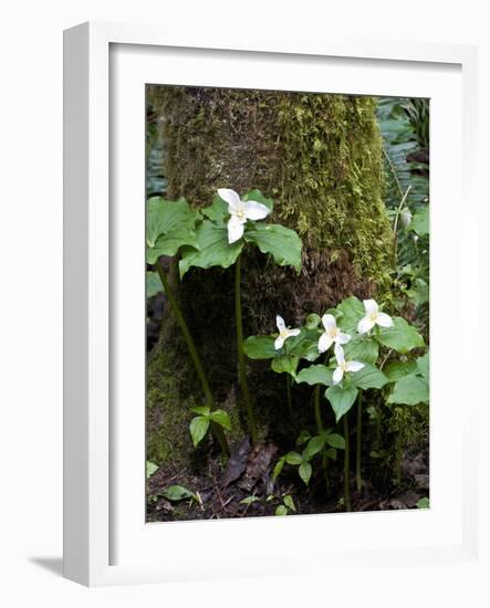 Western Trillium, Grand Forest Bainbridge Island Land Trust Park, Bainbridge Island, Washington USA-Trish Drury-Framed Photographic Print