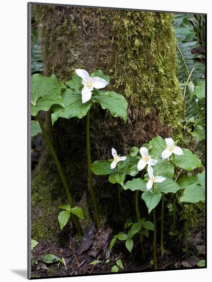 Western Trillium, Grand Forest Bainbridge Island Land Trust Park, Bainbridge Island, Washington USA-Trish Drury-Mounted Photographic Print