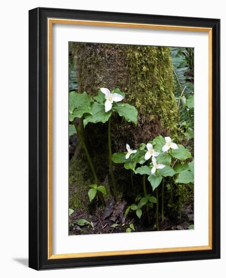 Western Trillium, Grand Forest Bainbridge Island Land Trust Park, Bainbridge Island, Washington USA-Trish Drury-Framed Photographic Print