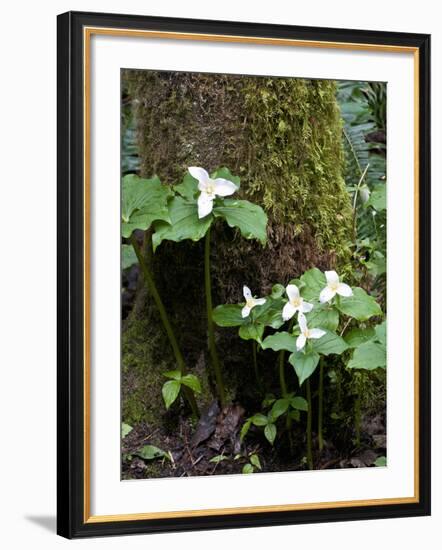 Western Trillium, Grand Forest Bainbridge Island Land Trust Park, Bainbridge Island, Washington USA-Trish Drury-Framed Photographic Print