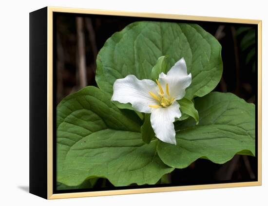 Western Trillium, Grand Forest Bainbridge Island Land Trust Park, Bainbridge Island, Washington USA-Trish Drury-Framed Premier Image Canvas