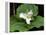 Western Trillium, Grand Forest Bainbridge Island Land Trust Park, Bainbridge Island, Washington USA-Trish Drury-Framed Premier Image Canvas