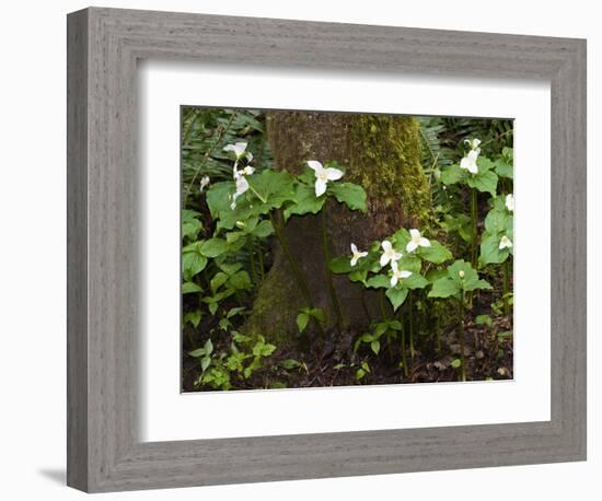 Western Trillium, Grand Forest Bainbridge Island Land Trust Park, Bainbridge Island, Washington USA-Trish Drury-Framed Photographic Print