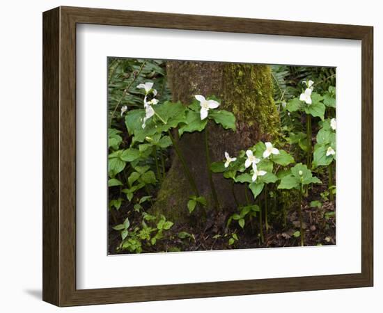 Western Trillium, Grand Forest Bainbridge Island Land Trust Park, Bainbridge Island, Washington USA-Trish Drury-Framed Photographic Print