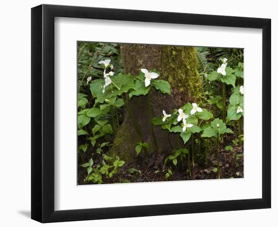 Western Trillium, Grand Forest Bainbridge Island Land Trust Park, Bainbridge Island, Washington USA-Trish Drury-Framed Photographic Print