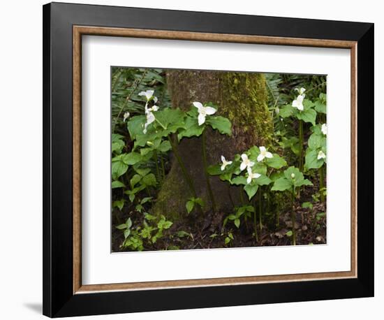 Western Trillium, Grand Forest Bainbridge Island Land Trust Park, Bainbridge Island, Washington USA-Trish Drury-Framed Photographic Print