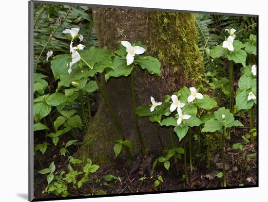 Western Trillium, Grand Forest Bainbridge Island Land Trust Park, Bainbridge Island, Washington USA-Trish Drury-Mounted Photographic Print