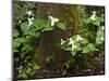 Western Trillium, Grand Forest Bainbridge Island Land Trust Park, Bainbridge Island, Washington USA-Trish Drury-Mounted Photographic Print