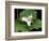 Western Trillium, Grand Forest Bainbridge Island Land Trust Park, Bainbridge Island, Washington USA-Trish Drury-Framed Photographic Print