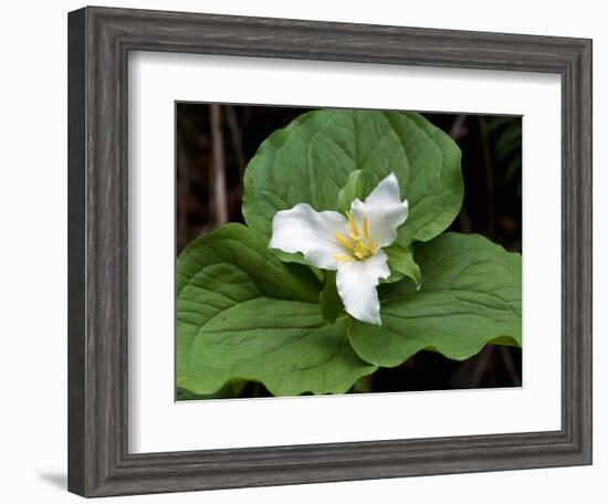 Western Trillium, Grand Forest Bainbridge Island Land Trust Park, Bainbridge Island, Washington USA-Trish Drury-Framed Photographic Print