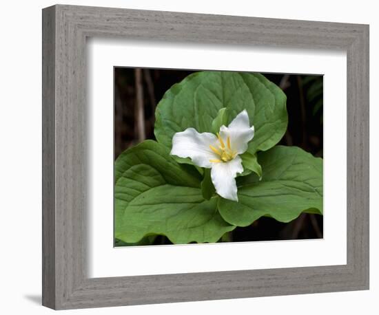 Western Trillium, Grand Forest Bainbridge Island Land Trust Park, Bainbridge Island, Washington USA-Trish Drury-Framed Photographic Print