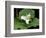 Western Trillium, Grand Forest Bainbridge Island Land Trust Park, Bainbridge Island, Washington USA-Trish Drury-Framed Photographic Print