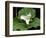 Western Trillium, Grand Forest Bainbridge Island Land Trust Park, Bainbridge Island, Washington USA-Trish Drury-Framed Photographic Print