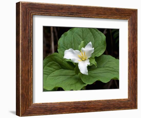 Western Trillium, Grand Forest Bainbridge Island Land Trust Park, Bainbridge Island, Washington USA-Trish Drury-Framed Photographic Print