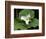 Western Trillium, Grand Forest Bainbridge Island Land Trust Park, Bainbridge Island, Washington USA-Trish Drury-Framed Photographic Print