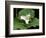 Western Trillium, Grand Forest Bainbridge Island Land Trust Park, Bainbridge Island, Washington USA-Trish Drury-Framed Photographic Print