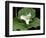 Western Trillium, Grand Forest Bainbridge Island Land Trust Park, Bainbridge Island, Washington USA-Trish Drury-Framed Photographic Print