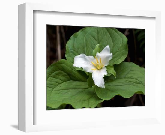 Western Trillium, Grand Forest Bainbridge Island Land Trust Park, Bainbridge Island, Washington USA-Trish Drury-Framed Photographic Print