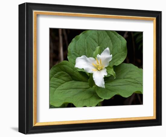 Western Trillium, Grand Forest Bainbridge Island Land Trust Park, Bainbridge Island, Washington USA-Trish Drury-Framed Photographic Print