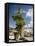 Western White Pine (Pinus Monticola)-Bob Gibbons-Framed Premier Image Canvas