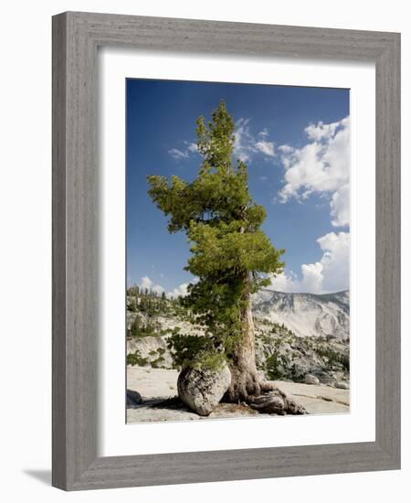 Western White Pine (Pinus Monticola)-Bob Gibbons-Framed Photographic Print