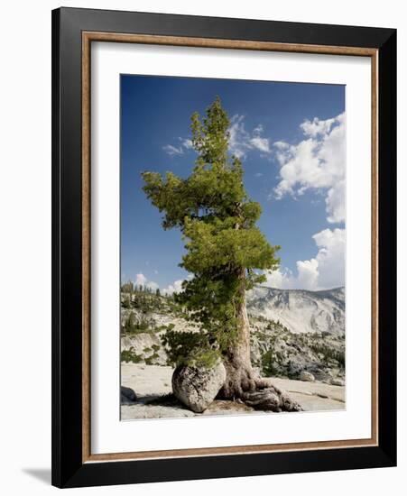 Western White Pine (Pinus Monticola)-Bob Gibbons-Framed Photographic Print