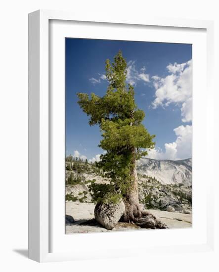 Western White Pine (Pinus Monticola)-Bob Gibbons-Framed Photographic Print