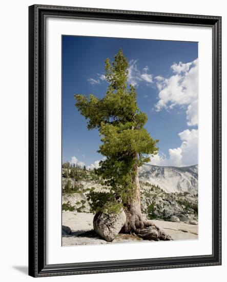 Western White Pine (Pinus Monticola)-Bob Gibbons-Framed Photographic Print