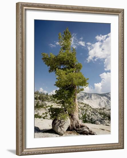 Western White Pine (Pinus Monticola)-Bob Gibbons-Framed Photographic Print