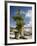 Western White Pine (Pinus Monticola)-Bob Gibbons-Framed Photographic Print