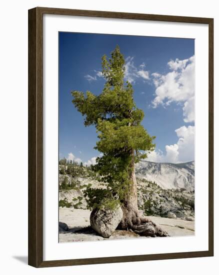 Western White Pine (Pinus Monticola)-Bob Gibbons-Framed Photographic Print