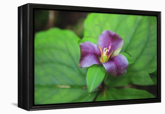 Western white trillium, Redwood National and State Parks, California.-Mallorie Ostrowitz-Framed Premier Image Canvas