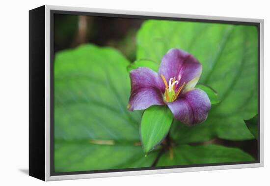 Western white trillium, Redwood National and State Parks, California.-Mallorie Ostrowitz-Framed Premier Image Canvas
