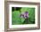 Western white trillium, Redwood National and State Parks, California.-Mallorie Ostrowitz-Framed Photographic Print