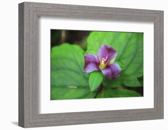 Western white trillium, Redwood National and State Parks, California.-Mallorie Ostrowitz-Framed Photographic Print