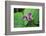 Western white trillium, Redwood National and State Parks, California.-Mallorie Ostrowitz-Framed Photographic Print