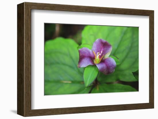 Western white trillium, Redwood National and State Parks, California.-Mallorie Ostrowitz-Framed Photographic Print
