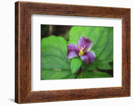 Western white trillium, Redwood National and State Parks, California.-Mallorie Ostrowitz-Framed Photographic Print