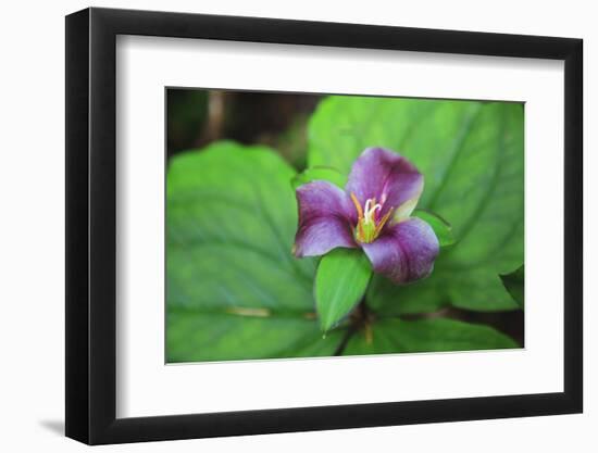 Western white trillium, Redwood National and State Parks, California.-Mallorie Ostrowitz-Framed Photographic Print