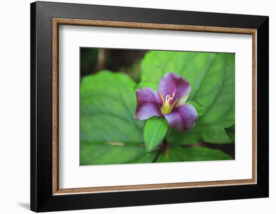 Western white trillium, Redwood National and State Parks, California.-Mallorie Ostrowitz-Framed Photographic Print