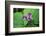 Western white trillium, Redwood National and State Parks, California.-Mallorie Ostrowitz-Framed Photographic Print