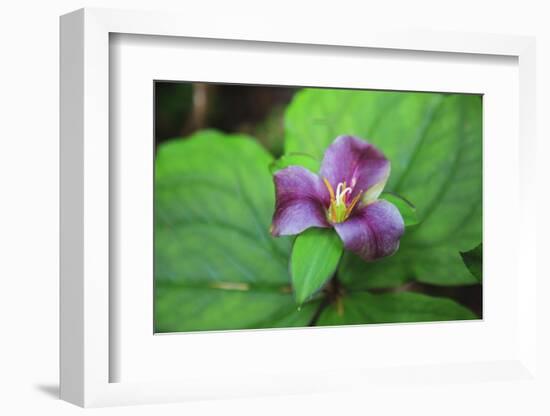 Western white trillium, Redwood National and State Parks, California.-Mallorie Ostrowitz-Framed Photographic Print