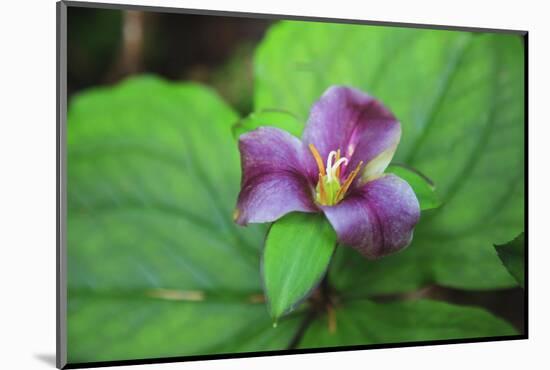 Western white trillium, Redwood National and State Parks, California.-Mallorie Ostrowitz-Mounted Photographic Print